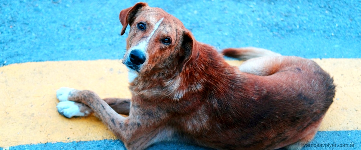 Cuero sintético y bienestar animal: Las camas ideales para perros conscientes